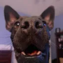 blue_monke