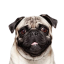 mister_pug