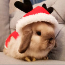 avatar christmas ari