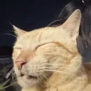 jnigsda