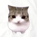 fryedfish12345