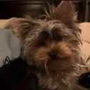 ticklesivory