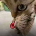 avatar SaltedPeanutt