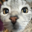 Avatar of wh1pl4sh