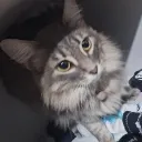 kostiyanucleica777 avatar