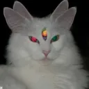 taha.lkobra