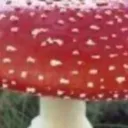 _mushrooom__