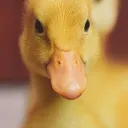 thesheep2962