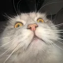 atti_.