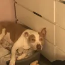 shdwassassin