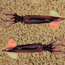 squidandrice