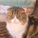 cuttingcrew398's Avatar