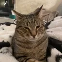 plsnotsweeney