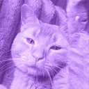 tagnpcvr