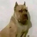 felipegatoxd23 avatar