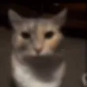 _pawpcorn_