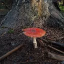 theboredpizza avatar