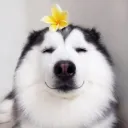 Аватар s1gma231