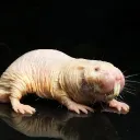 newkaos_level avatar