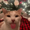 theholysillycat avatar