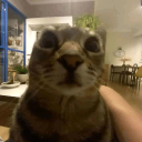 kondii.__