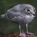 airphoenixx