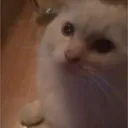 megadreams