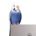 nint8835's avatar