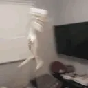 notcrox