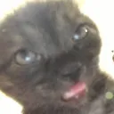 minyman73