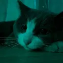 catty.snow