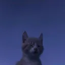 the_black.cat