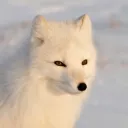 nerart__