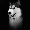 policedog953