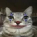 doge9592 avatar