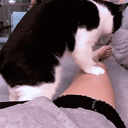 avatar ˗ˏˋ Zievonya ˎˊ˗