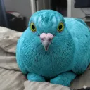 pigeoniscookin