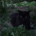 vusv