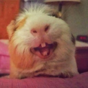 avatar esdeekidokokok