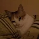 jruokis