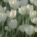 f_loral1