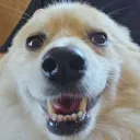 theodor.