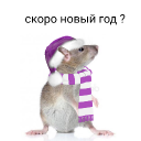 avatar 🐭Rat_Boy❄