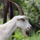 vengaron