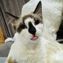 mandamilo