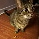 kys_crumpet