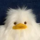 duck_22_10
