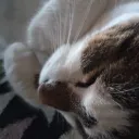 gustafcat