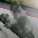 jumpybunny7758