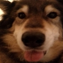 avatar BOMBSHELL BULLET